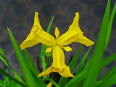 Iris Psuedacorus "Yellow Flag Iris"   25 Fresh Seed 