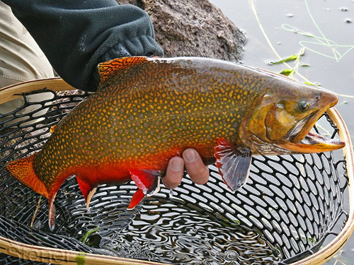 Fishing for Brook Trout (non-native)