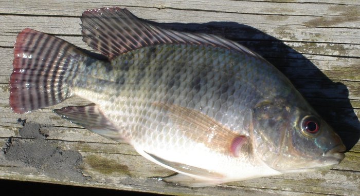 Big Genetically Improved GMO GIFT Tilapia Fish in Hand of a Fish Farmer  Stock Image - Image of group, fillet: 250032427