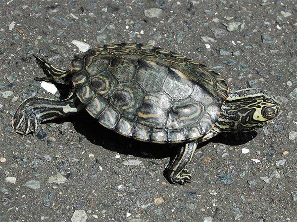 Barbour’s Map Turtle (Graptemys barbouri)