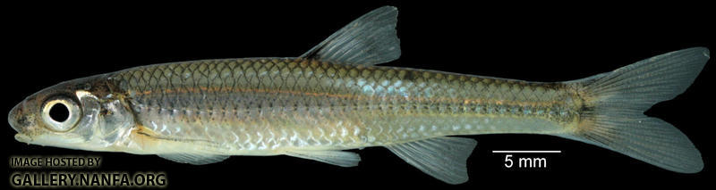 Ozark Shiner (Notropis ozarcanus) - Species Profile