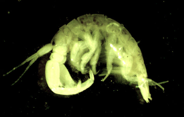 scud larvae