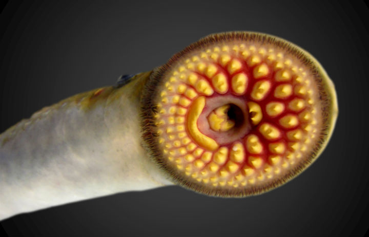 lamprey fingers