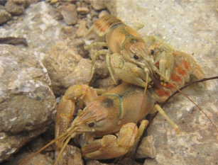 Faxonius juvenilis