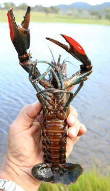 Breeding Australian red claw in tanks - Freshwater Crayfish