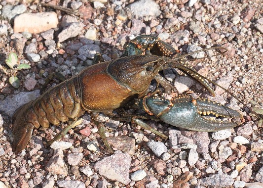 Virile Crayfish (Faxonius virilis) - Species Profile