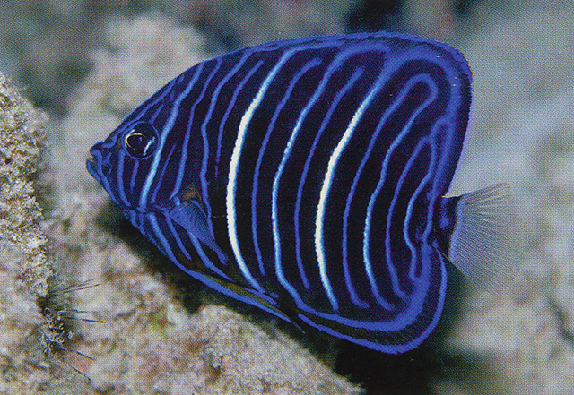 Blue ring angelfish - Wikidata