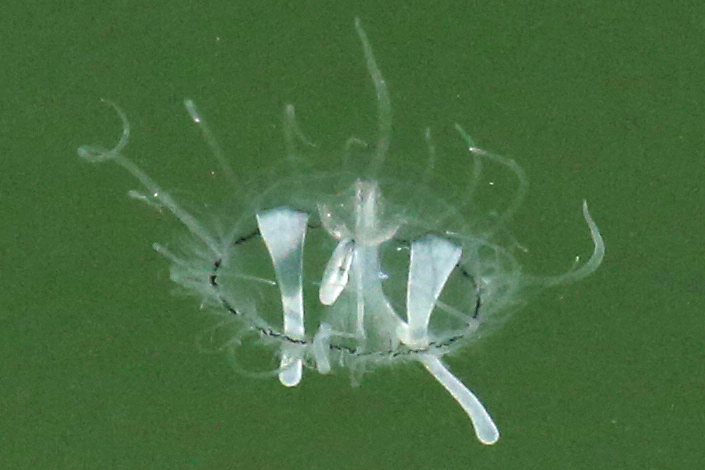 freshwater jellyfish (Craspedacusta sowerbii) - Collection record