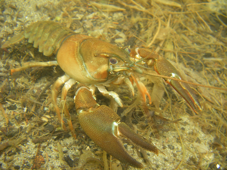 Species Profile - Signal Crayfish