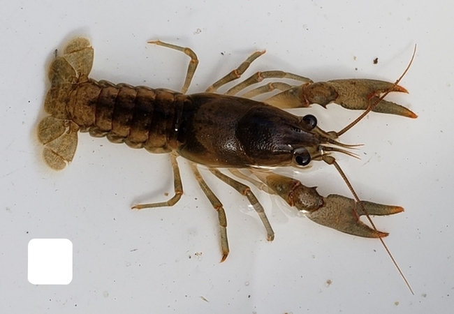 largest crayfish species