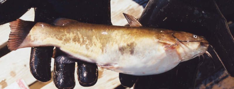 Last Brown Bullhead caught, (Ameiurus Nebulosus)