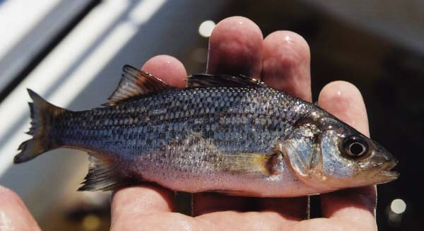 white perch in water