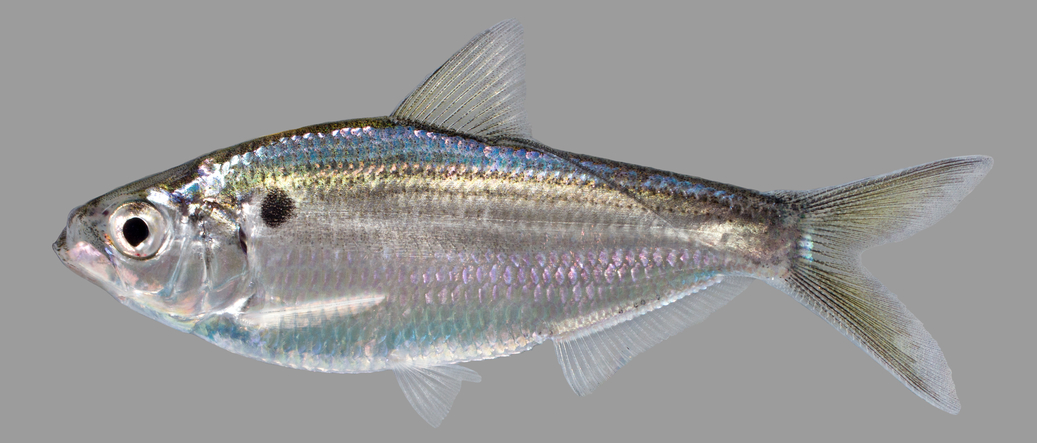 Threadfin Shad (Dorosoma petenense) - Species Profile