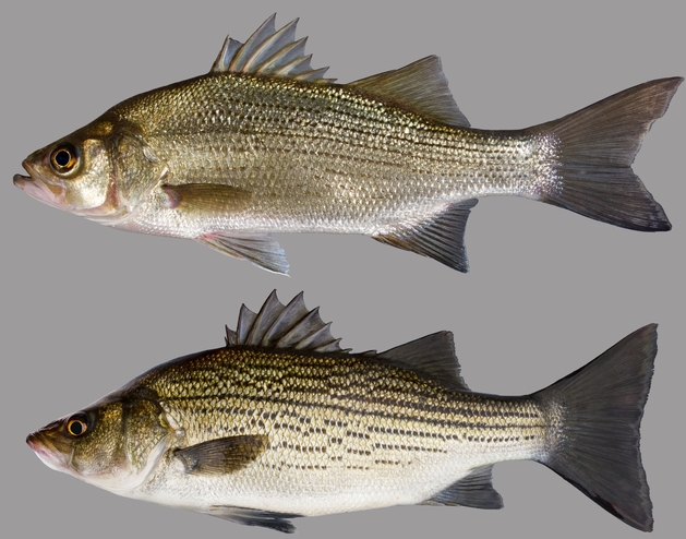 Striped Bass…Morone saxatilis - North and South Rivers Watershed Association