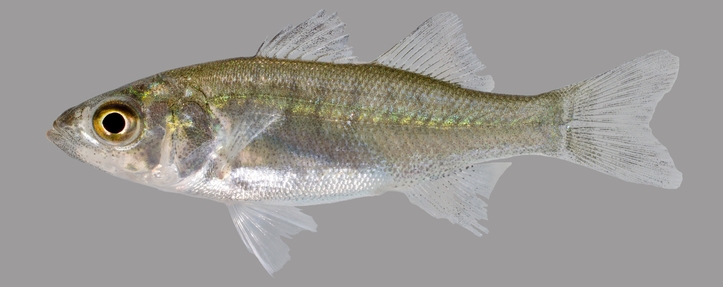 Hybrid Striped Bass (Wiper; Whiterock Bass)