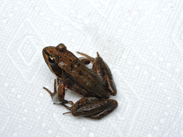 Northern Red-legged Frog (Rana aurora) - Species Profile