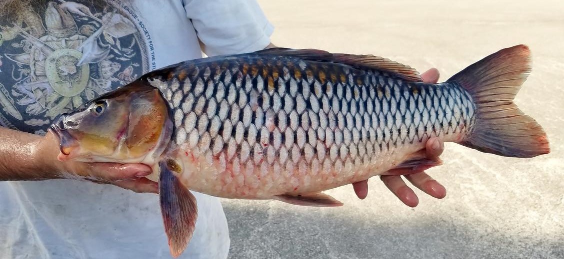 Common Carp (Cyprinus carpio) - Collection record