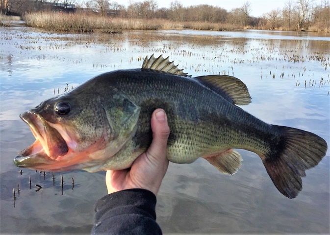 Largemouth Bass (Micropterus salmoides) - Species Profile
