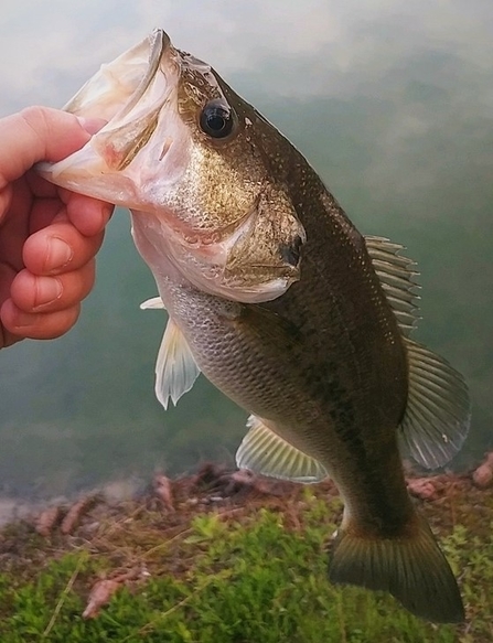 Florida largemouth bass (Micropterus salmoides floridanus) - Species Profile