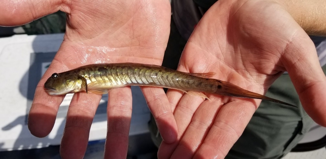 Gobionellus oceanicus