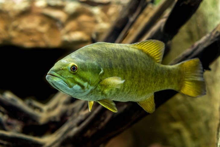 Smallmouth bass  Washington Department of Fish & Wildlife