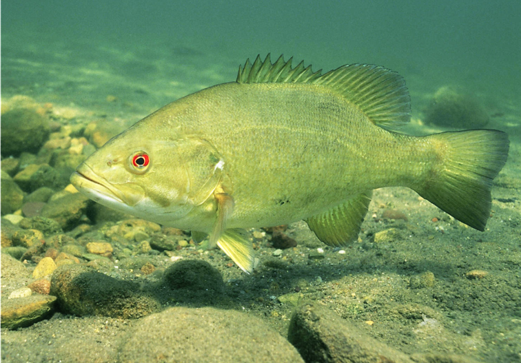 Smallmouth Bass (Micropterus dolomieu) - Species Profile