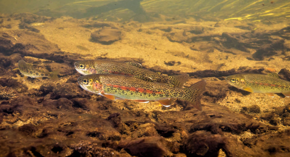 Salmon Region waters to be stocked with trout in August