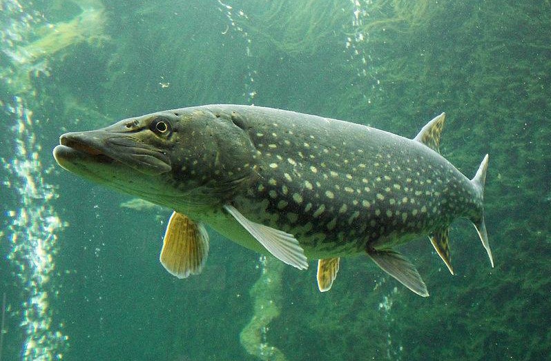 Northern Pike (Esox lucius) - Species Profile