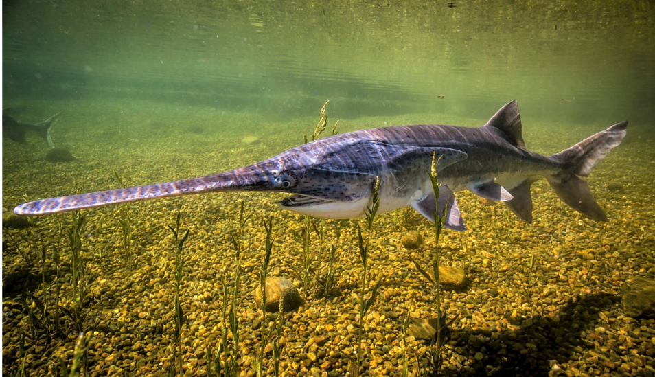 Polyodon spathula