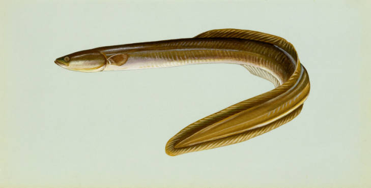 Species Profile Anguilla Rostrata
