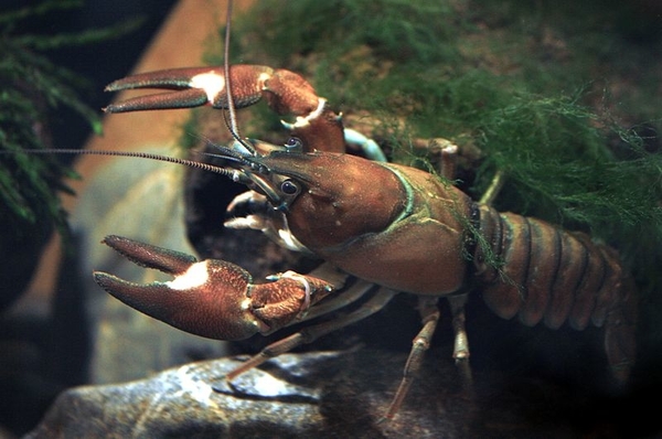 Signal Crayfish (Pacifastacus leniusculus) - Species Profile