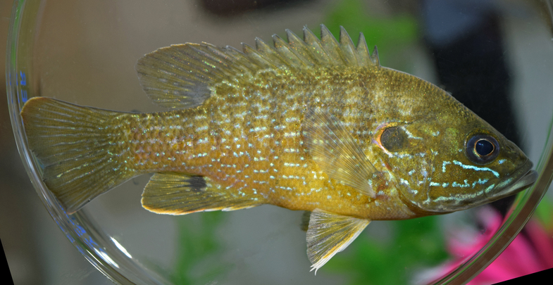 Green Sunfish (Lepomis cyanellus) - Species Profile