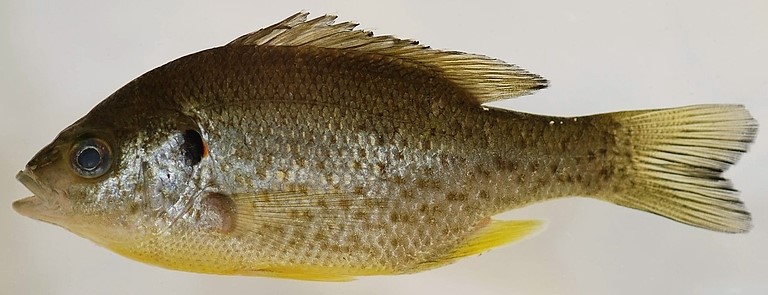 Redear Sunfish (Lepomis microlophus) - Species Profile