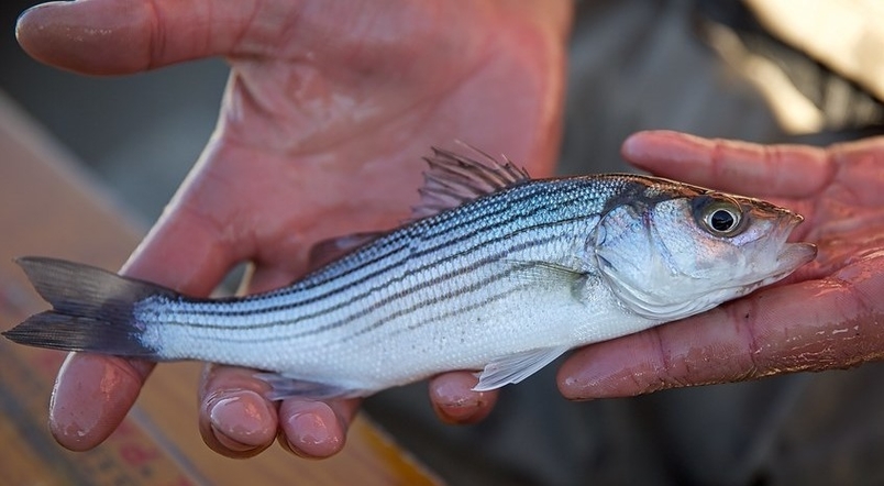Striped Bass (Morone saxatilis) - Species Profile