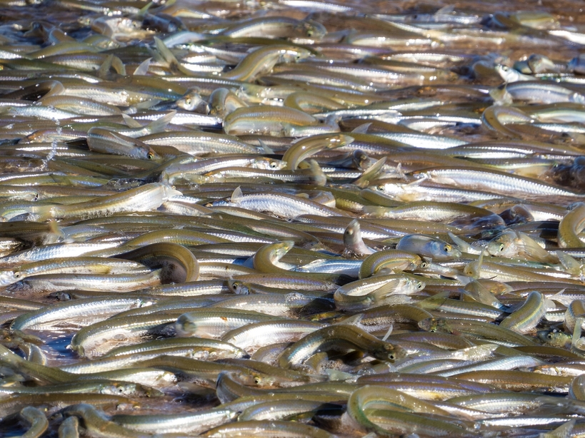 Leuresthes sardina