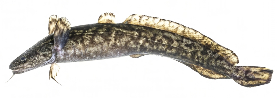 Burbot-Eelpout Tracking Study, SCIENCE