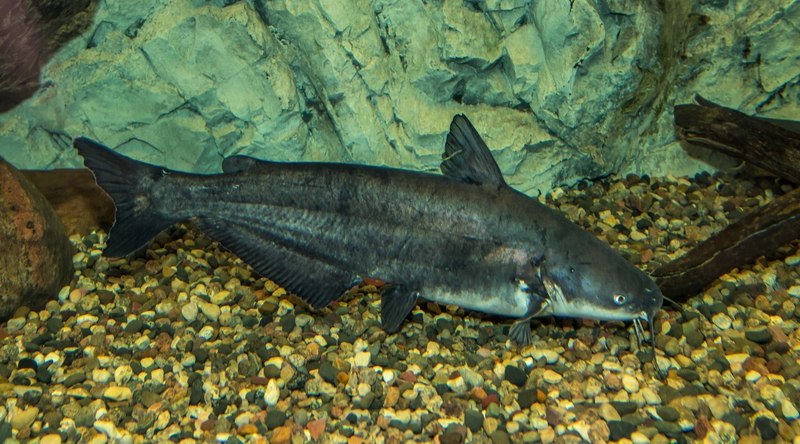 Blue Catfish (Ictalurus furcatus) - Species Profile
