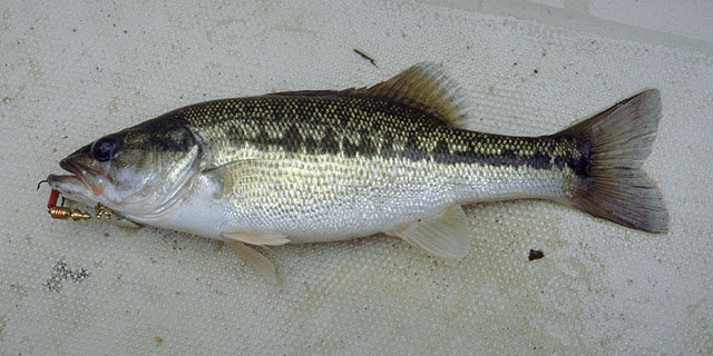 black bass (smallmouth, largemouth and spotted bass)
