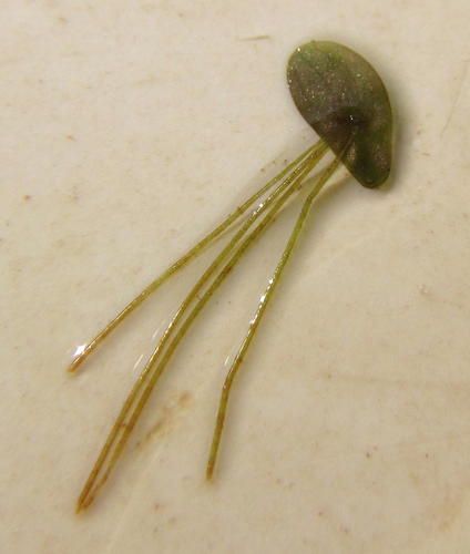 Landoltia punctata
