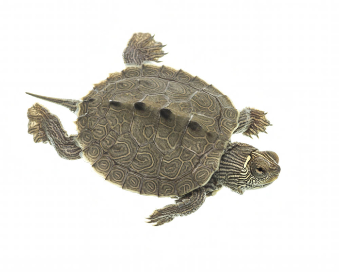False Map Turtle (Graptemys pseudogeographica)