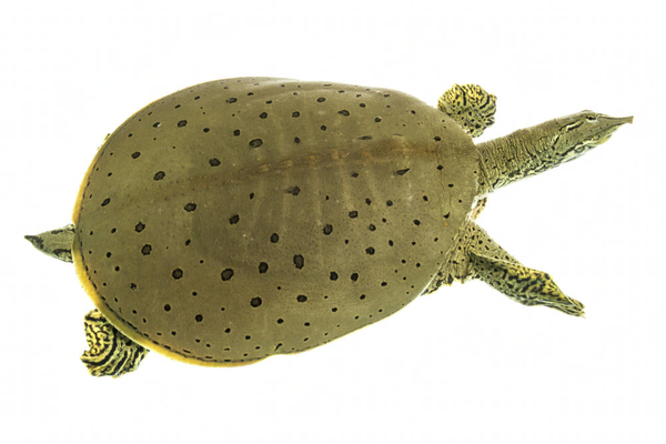 Spiny Softshell Turtle (Apalone spinifera)