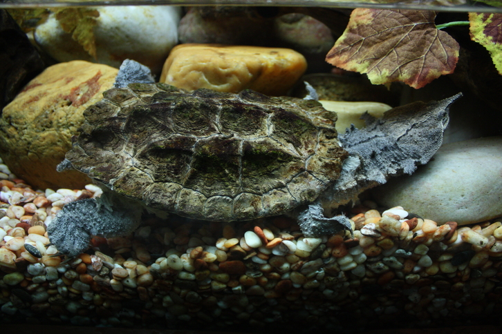 Matamata Turtle (Chelus fimbriata) - Species Profile