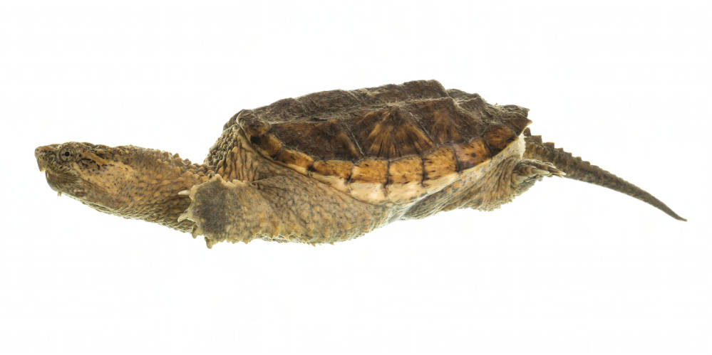 Snapping Turtle (Chelydra serpentina) - Species Profile