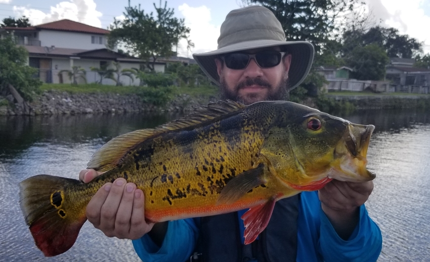 Big Catch Florida  Butterfly Peacock Bass