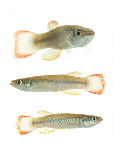 Fundulus sciadicus