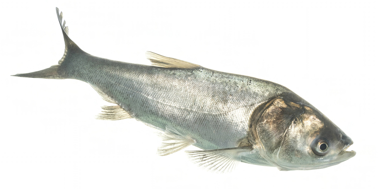 Silver Carp (Hypophthalmichthys molitrix)