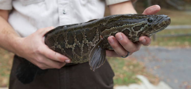 Northern Snakehead (Channa argus) - Species Profile