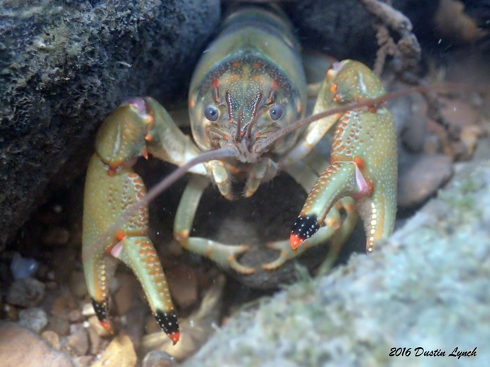 Faxonius neglectus neglectus