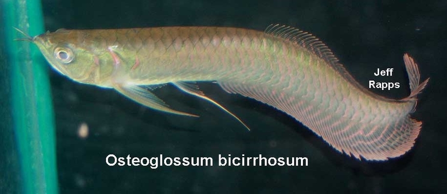Arowana argenté • Osteoglossum bicirrhosum • Fiche poissons