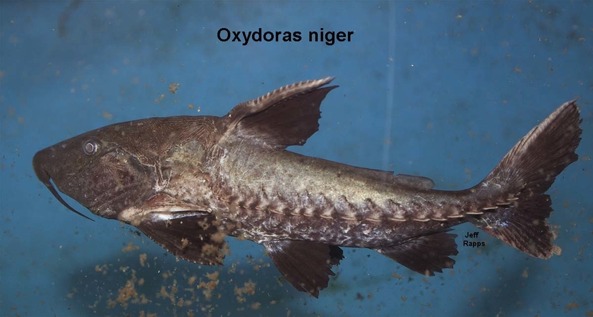 ripsaw catfish (Oxydoras niger) - Species Profile